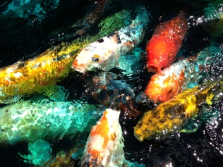 Rainbow Fish Pond