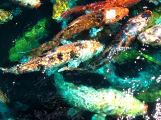 Rainbow Fish Cluster
