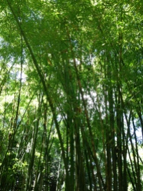 Layered Lime Bamboo
