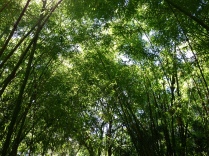 Green Canopy Bamboo