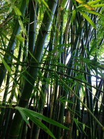 Bamboo Creaks and Bends